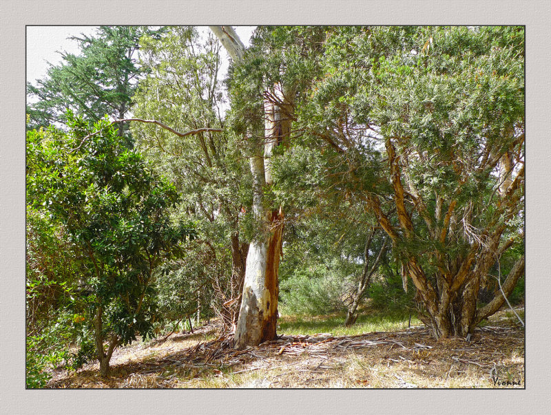 Windbreak trees and shrubs