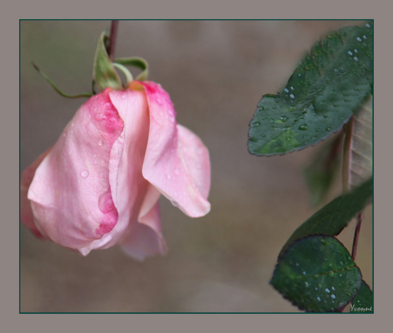 Mutabilis