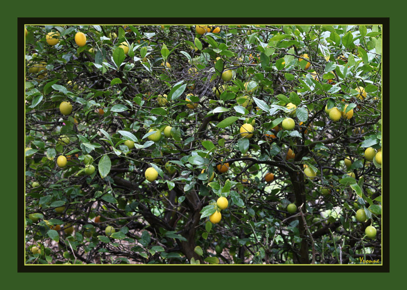 Meyer lemon tree