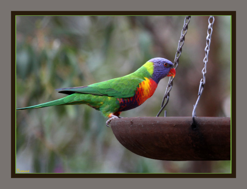 Rainbow Lorikeet