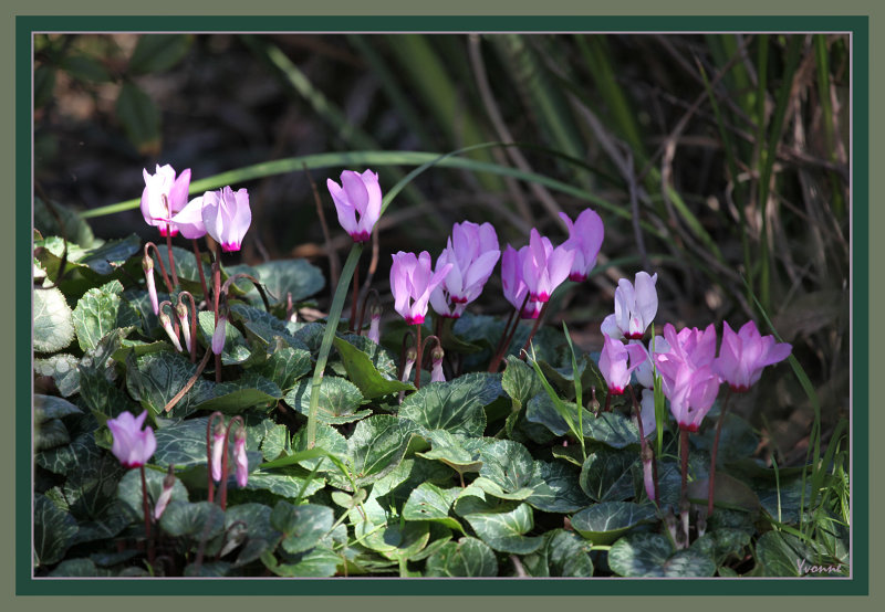 The original cluster of cyclamen