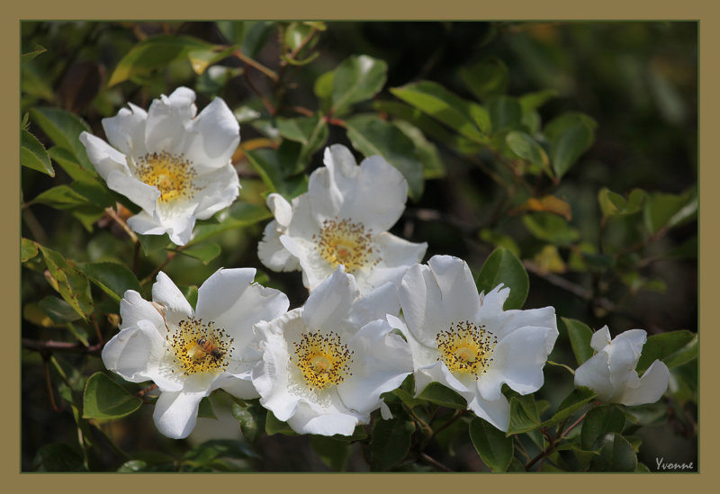 The Cherokee Rose 