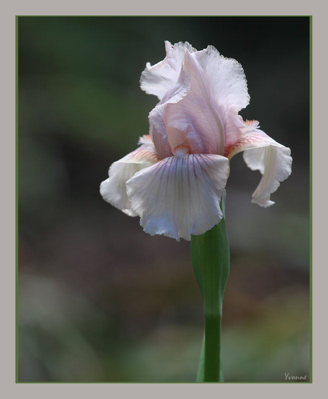 One of the first iris for 2019