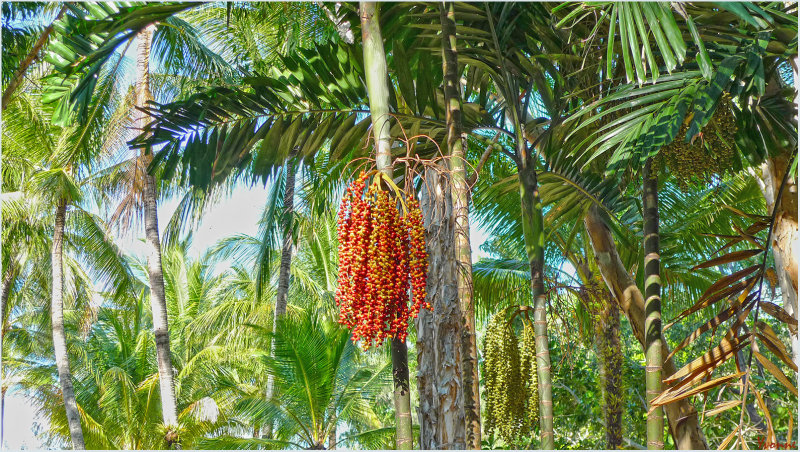 Fruit on the palms