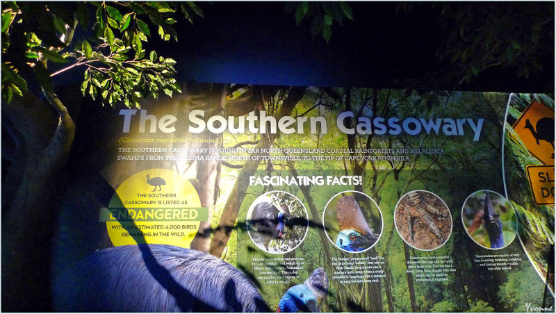 The Story of the Cassowary