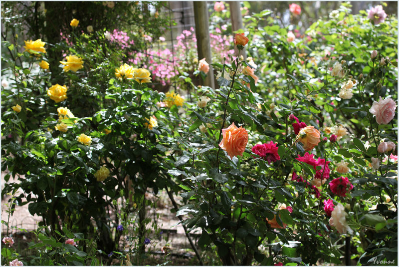 Spring Roses in the Garden