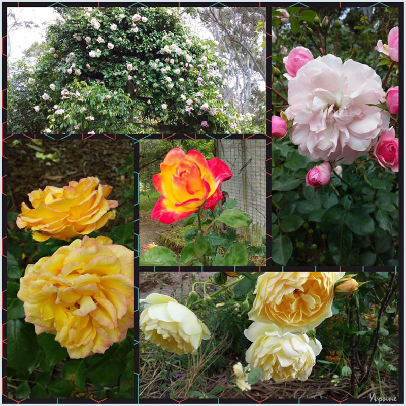 Collage of Roses