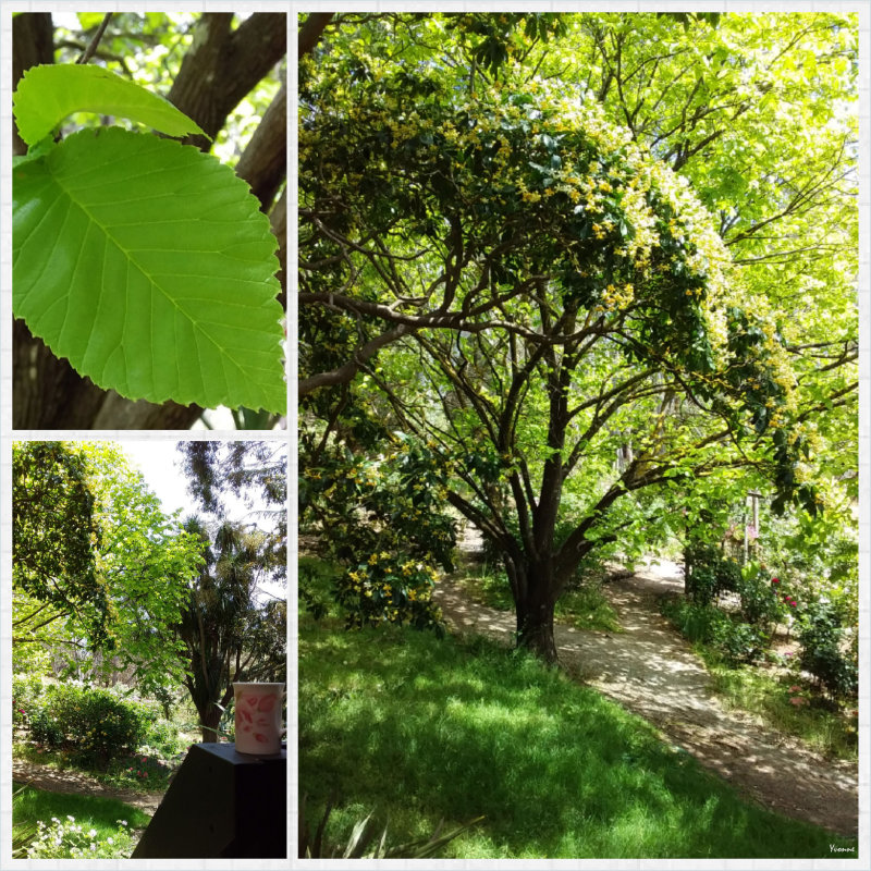 Golden Elm & Native Frangipani