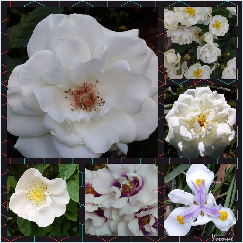 Five white roses and an iris