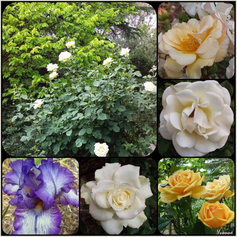 Cream & Gold roses plus an iris.