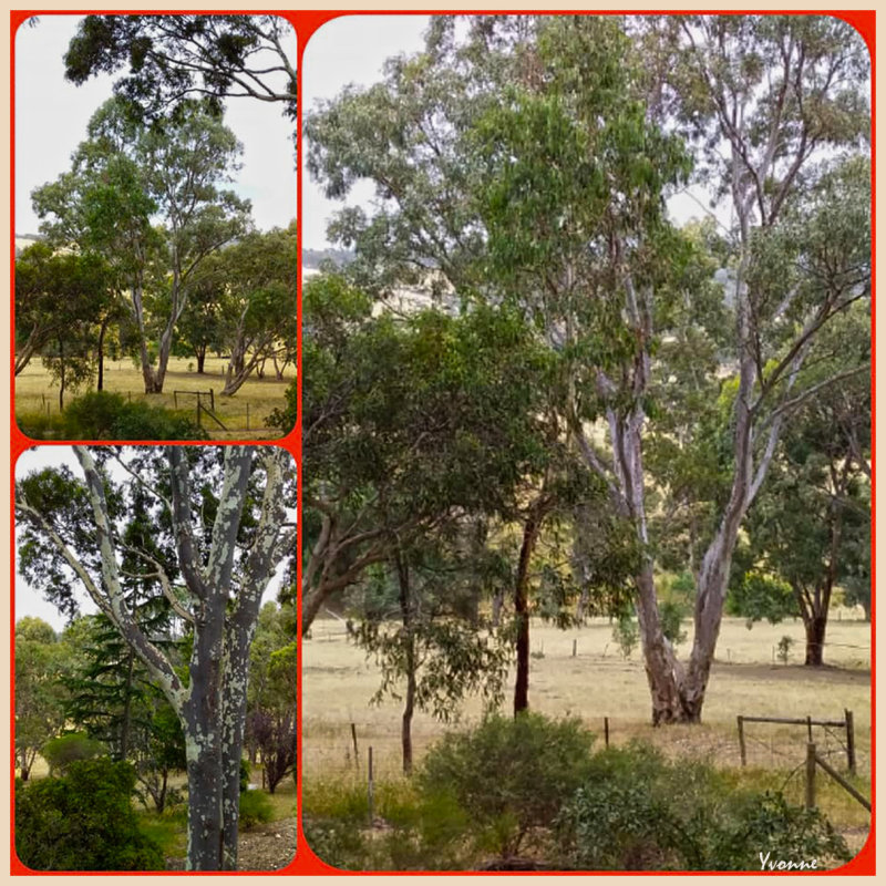 A collage of Trees