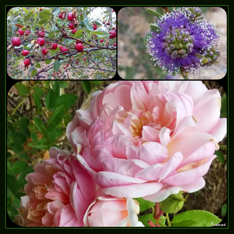 Two roses and  a melaleuca flower.