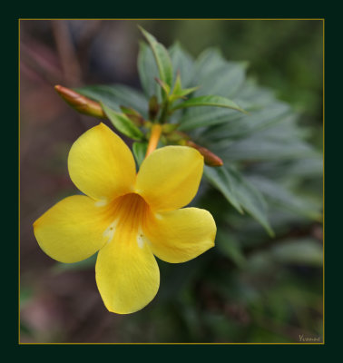 Yellow Bells, Clifton Beach garden.