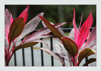 Pink Leaved tropical garden plant