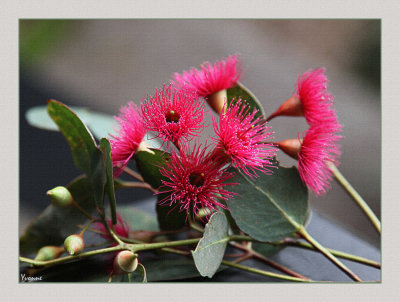 Various Eucalyptus blossoms.