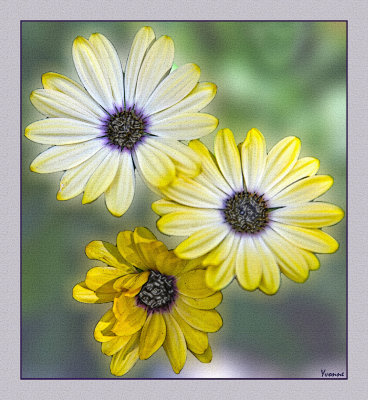 Various daisies growing in our garden
