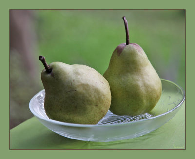 A Pair of Pears.