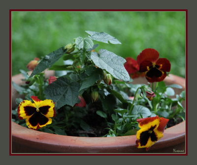 Pansies in a pot