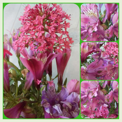 A collection of pink flowers