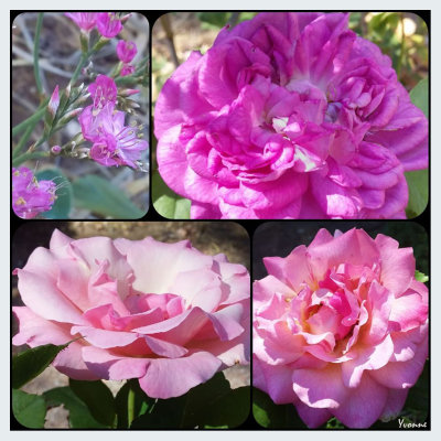 Three roses & pink statice.