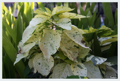 Spotty Foliage