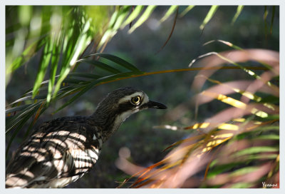 Palm fronds