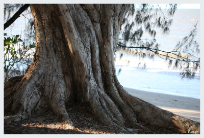 Tropical Gardens and Plants of Far North Queensland.