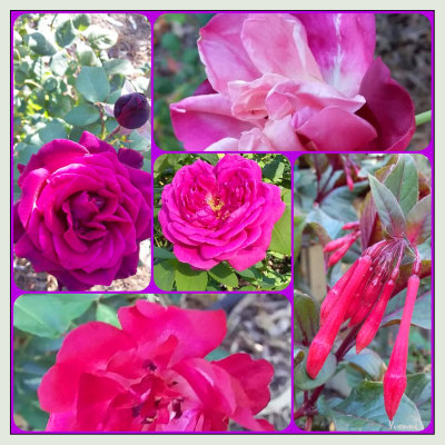 Three eras of crimson roses..