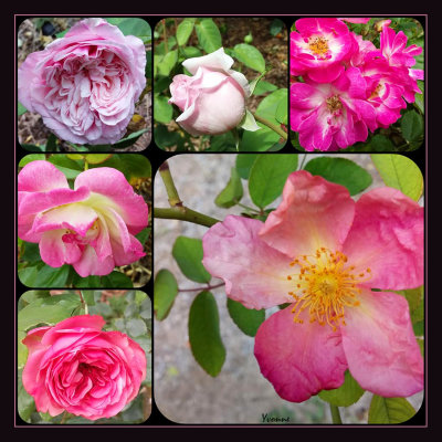 Five roses 