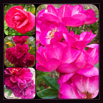 Bright Colours in the Rose Garden