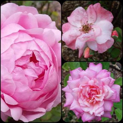 Three Roses in Autumn.