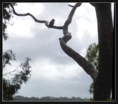 Silhouette of a kookaburra