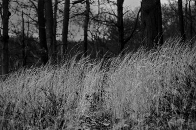 g12/50/1174650/3/169012580.X2ZvrRd2.jpg