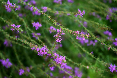 g12/50/1174650/3/169713294.bA5cLY6L.jpg