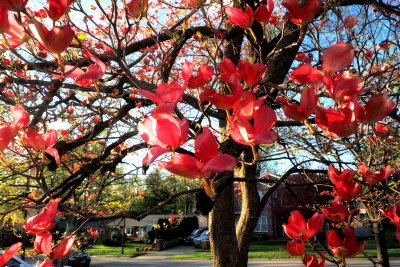 Dogwood