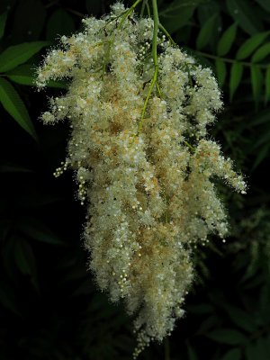 g12/50/1174650/3/170882732.hiYswBg9.jpg