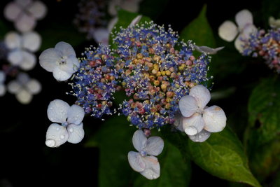g12/50/1174650/3/170924398.5XOwjdNn.jpg