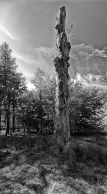 Tree Stump within the Trough of Bowland