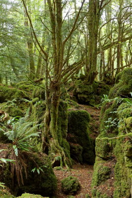 Landscape - Puzzlewood