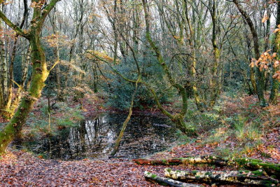 Pond in the Clough
