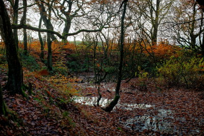 Sodden with water and Autumn Light