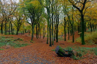 The leaves of each type of tree make different sounds in the wind