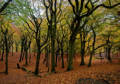Landscape - Tandle Hills in Autumn