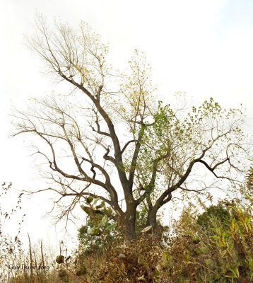 L'arbre qui annonce le printemps