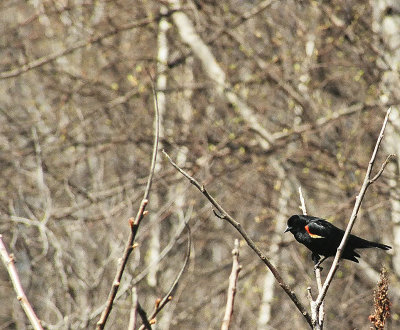 Carouge  paulettes/Red-winged Blackbird