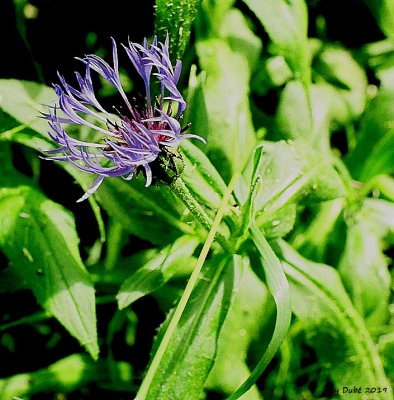 Une Fleur violette