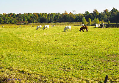 Paysage_rural.jpg