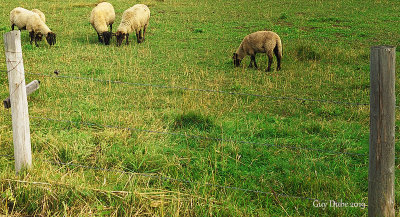 Les_moutons.jpg