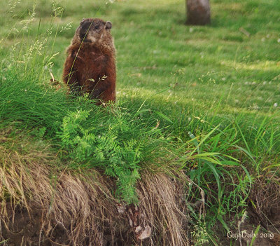 Marmotte.jpg