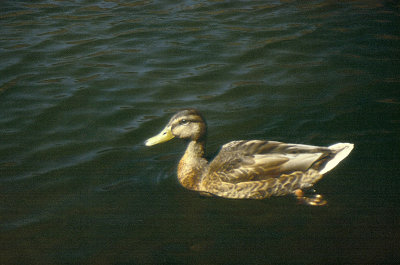 Canard Sauvages (canard colvert femelle)